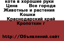 кота в хорошие руки › Цена ­ 0 - Все города Животные и растения » Кошки   . Краснодарский край,Кропоткин г.